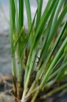 Carex superata Naczi, Rezn., & Ford