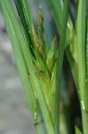 Carex superata Naczi, Rezn., & Ford