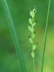 Carex tetanica Schkuhr