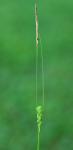Carex tetanica Schkuhr