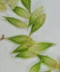 Carex tribuloides Wahlenb. var. tribuloides