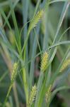 Carex trichocarpa Willd.