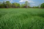 Carex trichocarpa Willd.