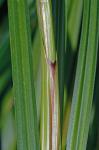 Carex trichocarpa Willd.
