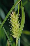 Carex trichocarpa Willd.