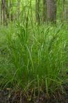 Carex typhina Michaux