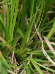 Carex umbellata Schk. ex Willd.