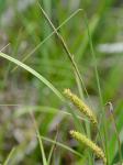 Carex utriculata Boott