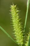 Carex utriculata Boott