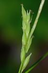 Carex venusta Dewey var. venusta