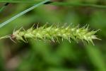 Carex vesicaria L.