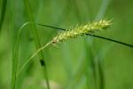 Carex vesicaria L.