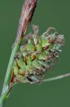 Carex vestita Willd.