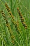 Carex vulpinoidea Michaux