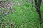 Carex woodii Dewey