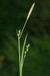 Carex woodii Dewey