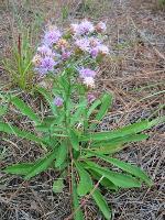 Carphephorus bellidifolius (Michx.) Torr. & Gray