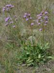 Carphephorus bellidifolius (Michx.) Torr. & Gray