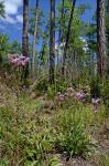 Carphephorus bellidifolius (Michx.) Torr. & Gray