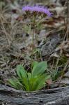 Carphephorus bellidifolius (Michx.) Torr. & Gray
