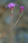 Carphephorus tomentosus (Michx.) Torr. & Gray