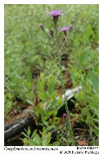 Carphephorus tomentosus (Michx.) Torr. & Gray