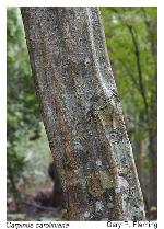 Carpinus caroliniana Walt.