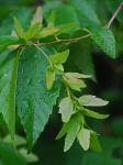 Carpinus caroliniana Walt.