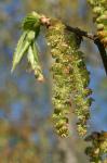 Carpinus caroliniana Walt.