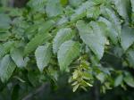 Carpinus caroliniana Walt.