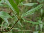 Cartrema americanum (L.) Nesom