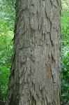 Carya aquatica (Michx.f.) Nutt.