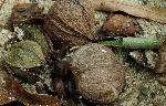 Carya aquatica (Michx.f.) Nutt.
