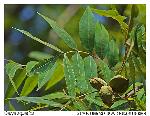Carya aquatica (Michx.f.) Nutt.