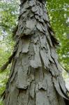 Carya aquatica (Michx.f.) Nutt.