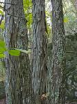 Carya carolinae-septentrionalis (Ashe) Engl. & Graebn.