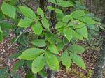 Carya carolinae-septentrionalis (Ashe) Engl. & Graebn.