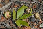 Carya carolinae-septentrionalis (Ashe) Engl. & Graebn.