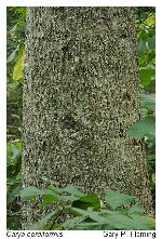 Carya cordiformis (Wangenh.) K. Koch
