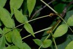 Carya cordiformis (Wangenh.) K. Koch