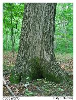 Carya glabra (P. Miller) Sweet