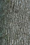 Carya glabra (P. Miller) Sweet