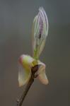 Carya glabra (P. Miller) Sweet