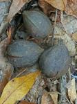 Carya glabra (P. Miller) Sweet