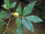 Carya glabra (P. Miller) Sweet