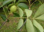 Carya glabra (P. Miller) Sweet