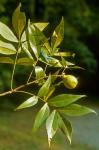 Carya glabra (P. Miller) Sweet
