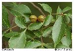 Carya ovalis (Wangenh.) Sarg.