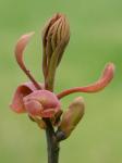 Carya ovalis (Wangenh.) Sarg.