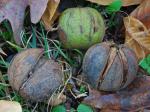Carya ovalis (Wangenh.) Sarg.
